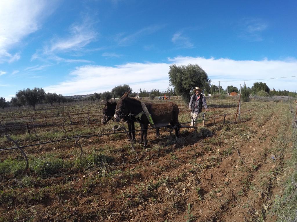 Ryad De Vignes " Le Val D'Argan " Ounara Zewnętrze zdjęcie