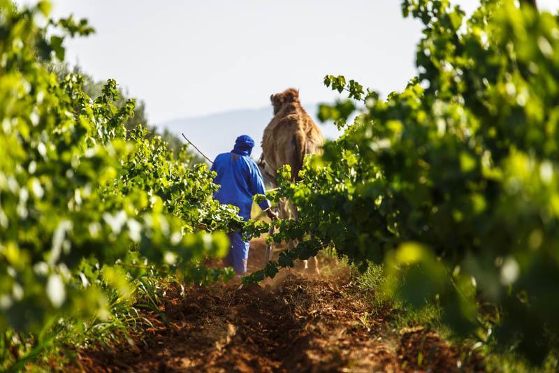 Ryad De Vignes " Le Val D'Argan " Ounara Zewnętrze zdjęcie
