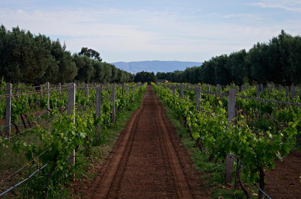 Ryad De Vignes " Le Val D'Argan " Ounara Zewnętrze zdjęcie